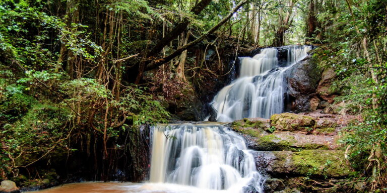 karura forest best day hikes near Nairobi